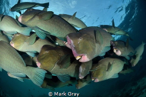 School of Bumphead by Mark Gray 